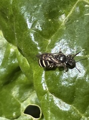 Lipotriches australica