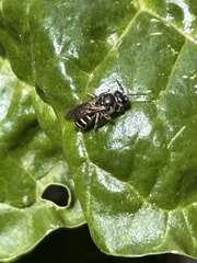 Lipotriches australica