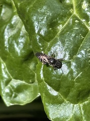 Lipotriches australica