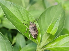 Halyomorpha picus