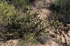 Serruria millefolia