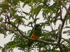 Poicephalus senegalus