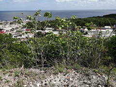 Thespesia populnea