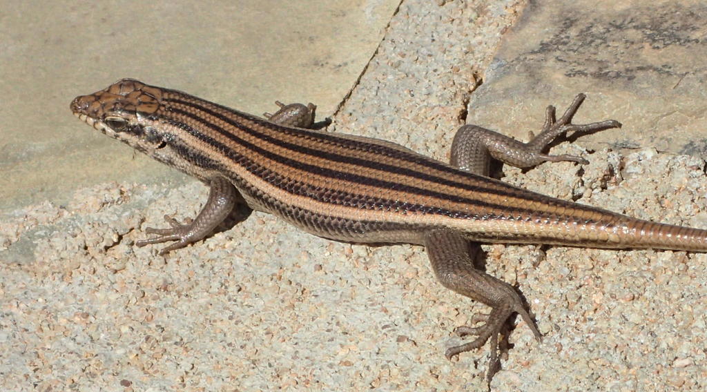 Western Rock Skink