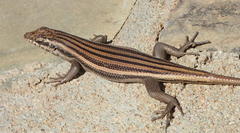 Western Rock Skink photo 2