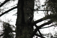 Dendrocopos major