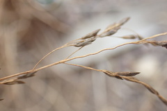 Eragrostis chloromelas
