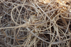 Eragrostis chloromelas
