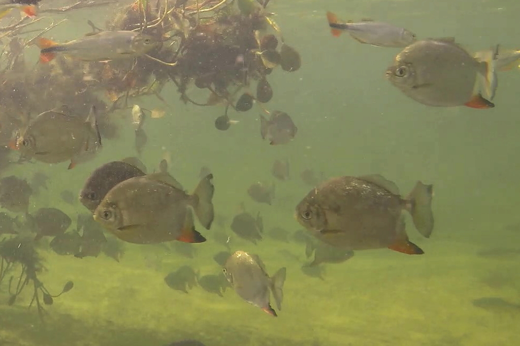 Moon Pacu