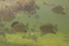 Moon Pacu photo 1