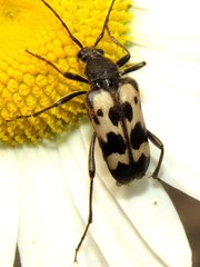 Judolia montivagans
