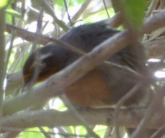 Rhodinocichla rosea