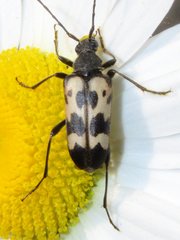 Judolia montivagans