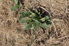 Nidorella podocephala