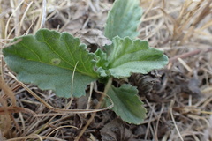 Nidorella podocephala