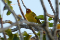 Setophaga petechia bryanti