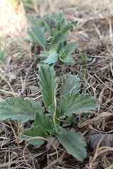 Nidorella podocephala