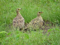 Pterocles quadricinctus