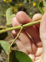 Desmodium nuttallii