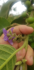 Solanum mitlense