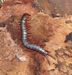 Cormocephalus nitidus