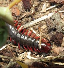 Cormocephalus nitidus