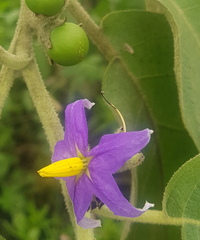Solanum mitlense