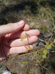 Desmodium nuttallii