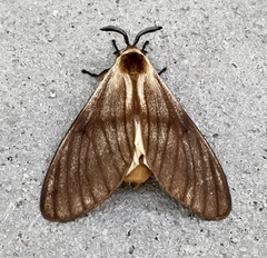 Anaphe venata