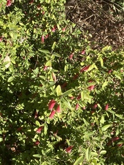 Iochroma