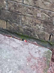 Micrurus tener tener