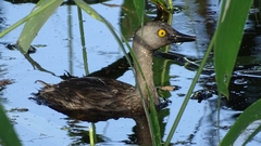 Tachybaptus dominicus