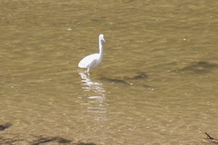 Egretta garzetta