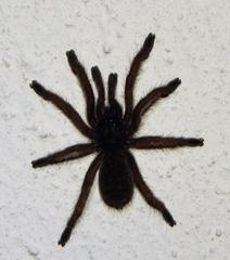 Brachionopus robustus