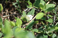 Pieris rapae