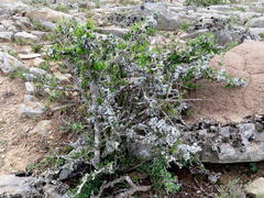 Ehretia rigida rigida