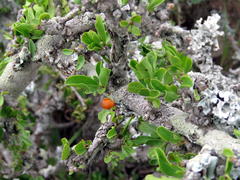 Ehretia rigida rigida