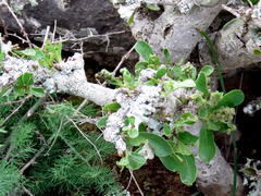 Ehretia rigida rigida