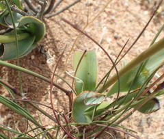 Chlorophytum crassinerve