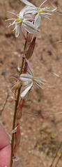 Chlorophytum crassinerve