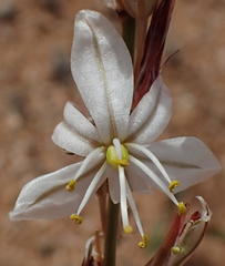 Chlorophytum crassinerve