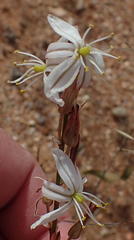 Chlorophytum crassinerve