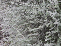 Forestiera angustifolia