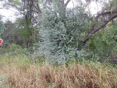 Forestiera angustifolia