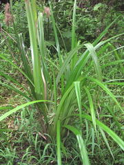 Cyperus dives