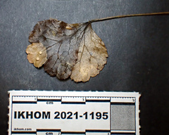 Lambertella copticola