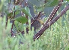 Sphenoeacus afer afer