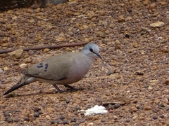 Turtur abyssinicus