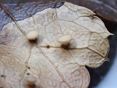 Lambertella copticola