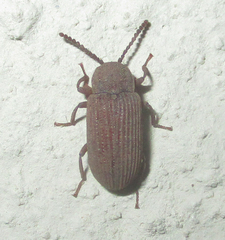 Gonocnemis